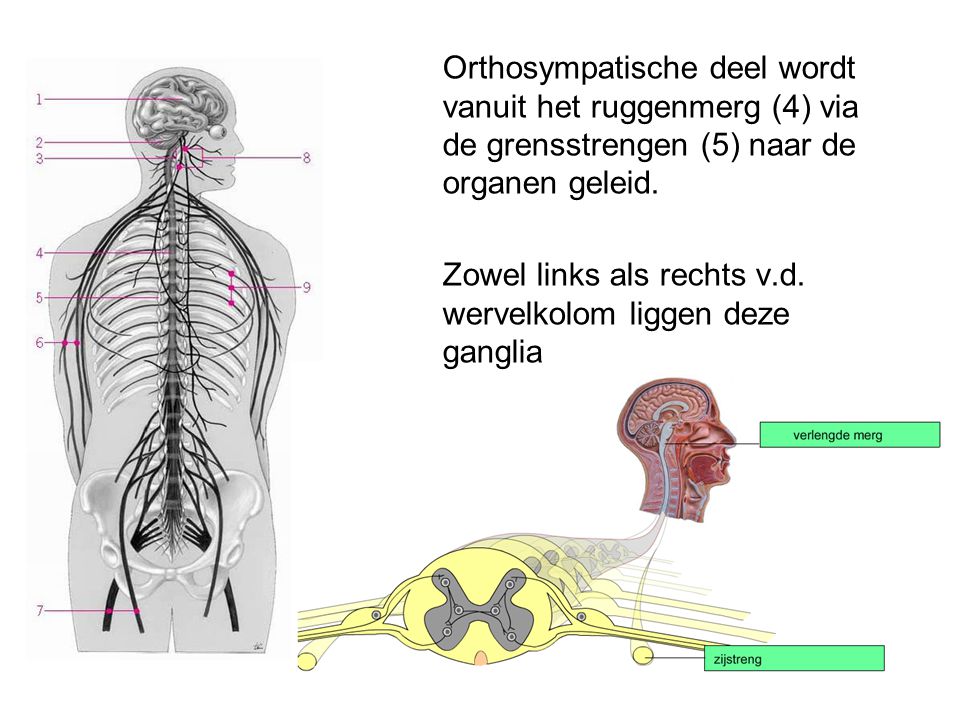 Orthosympatische deel wordt vanuit het ruggenmerg (4) via de grensstrengen (5) naar de organen geleid.