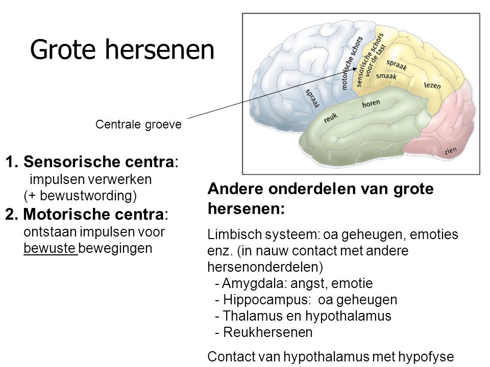 Grote hersenen Sensorische centra: