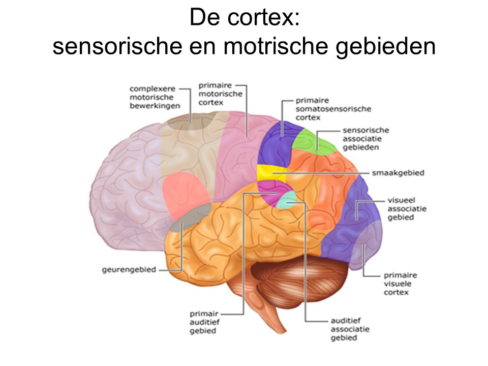De cortex: sensorische en motrische gebieden