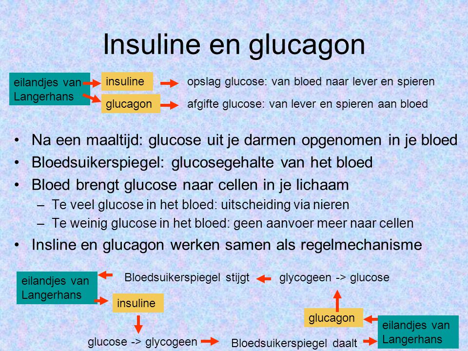 Insuline en glucagon eilandjes van Langerhans. insuline. opslag glucose: van bloed naar lever en spieren.