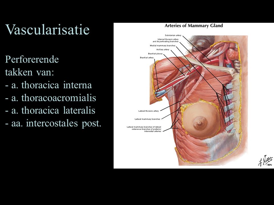 Vascularisatie Perforerende takken van: - a. thoracica interna