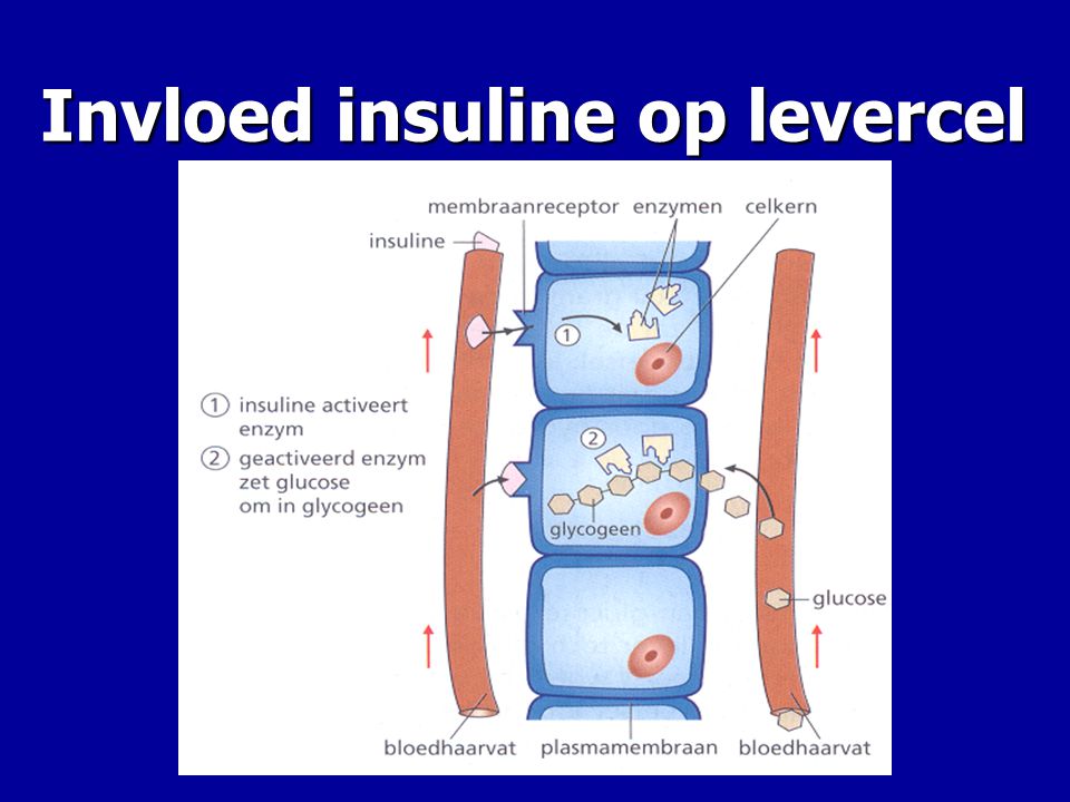 Invloed insuline op levercel