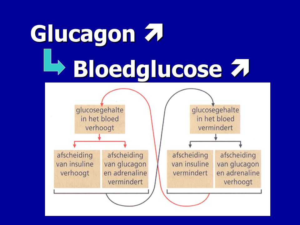 Glucagon  Bloedglucose 