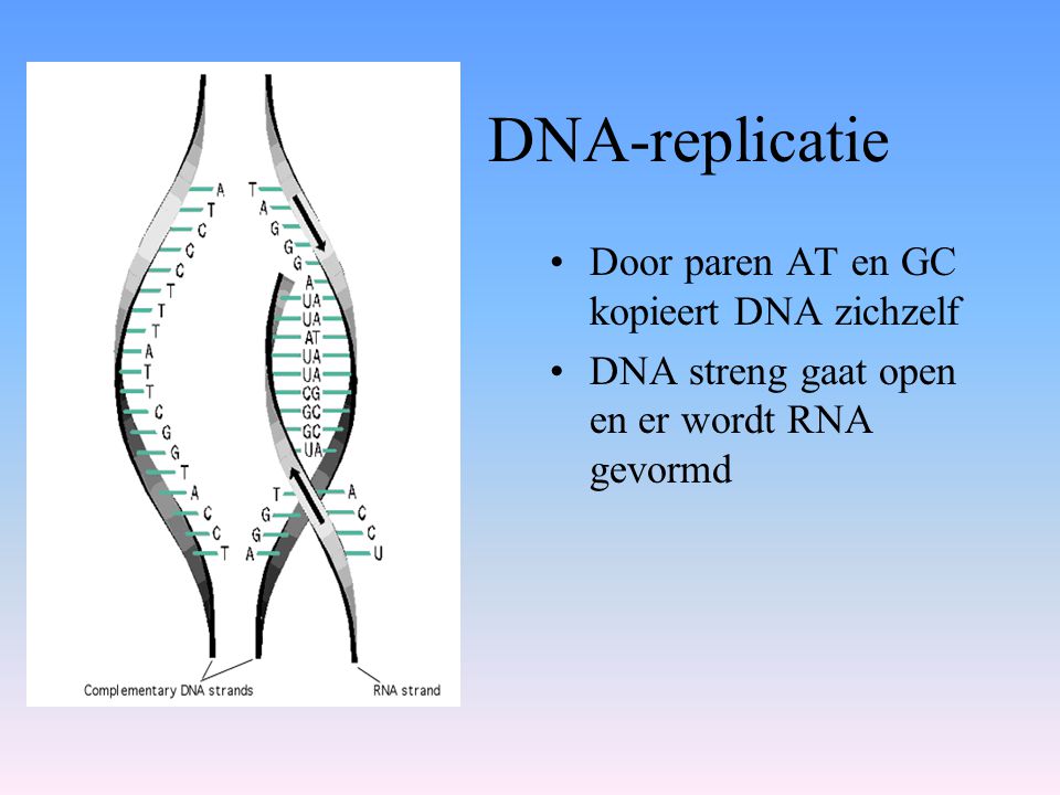 DNA-replicatie Door paren AT en GC kopieert DNA zichzelf