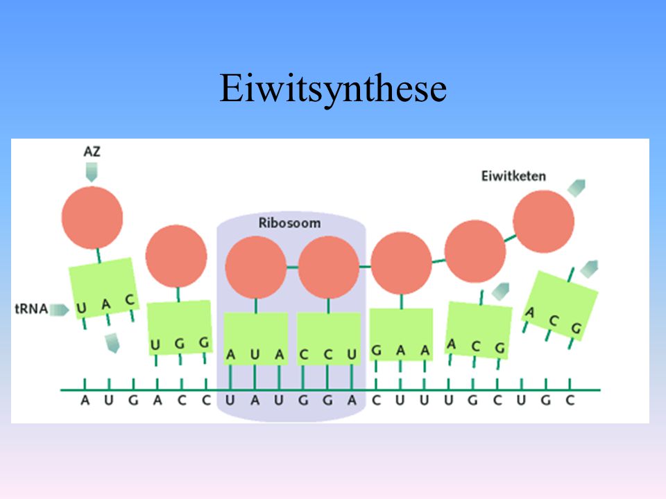 Eiwitsynthese