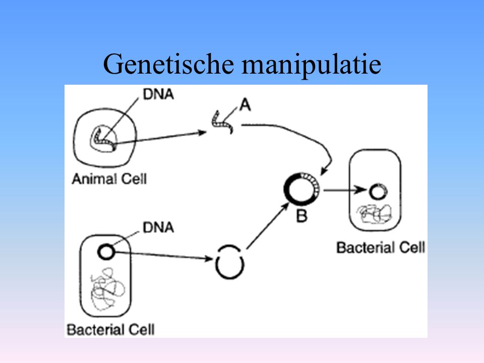 Genetische manipulatie