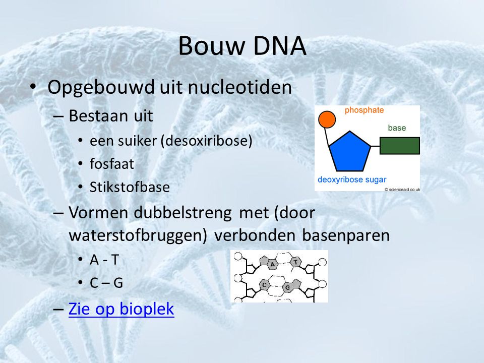 Bouw DNA Opgebouwd uit nucleotiden Bestaan uit