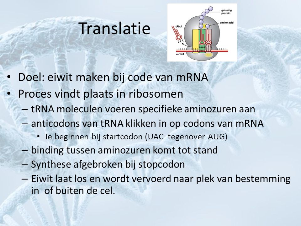 Translatie Doel: eiwit maken bij code van mRNA
