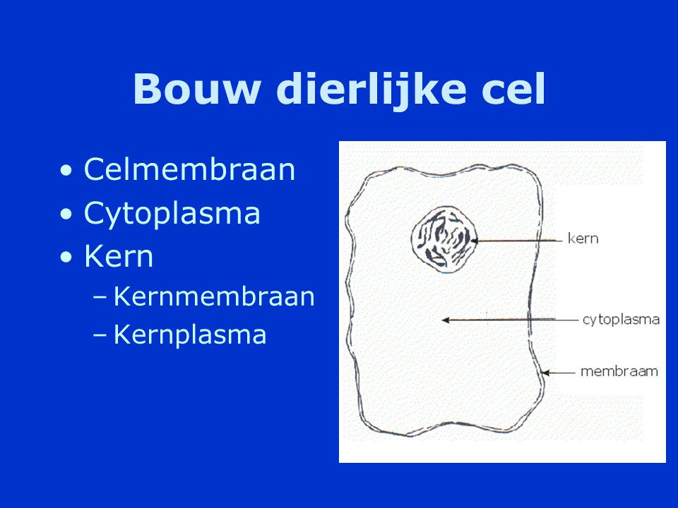 Bouw dierlijke cel Celmembraan Cytoplasma Kern Kernmembraan Kernplasma