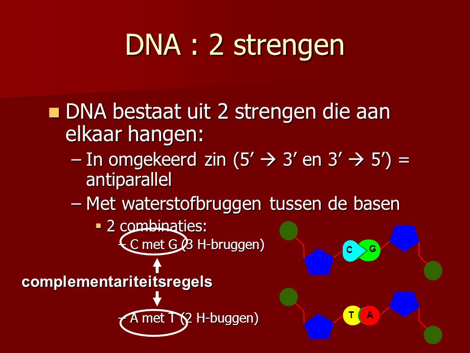 DNA : 2 strengen DNA bestaat uit 2 strengen die aan elkaar hangen: