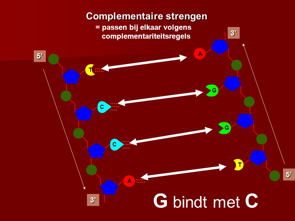 G bindt met C T bindt met A Complementaire strengen
