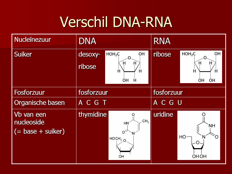 Verschil DNA-RNA DNA RNA Nucleïnezuur Suiker desoxy- ribose Fosforzuur