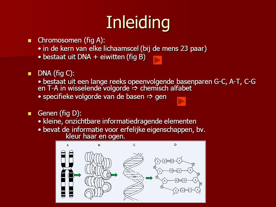 Inleiding Chromosomen (fig A):