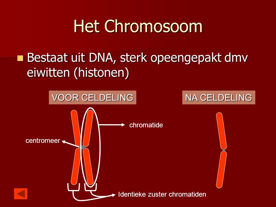 Het Chromosoom Bestaat uit DNA, sterk opeengepakt dmv eiwitten (histonen) VOOR CELDELING. NA CELDELING.