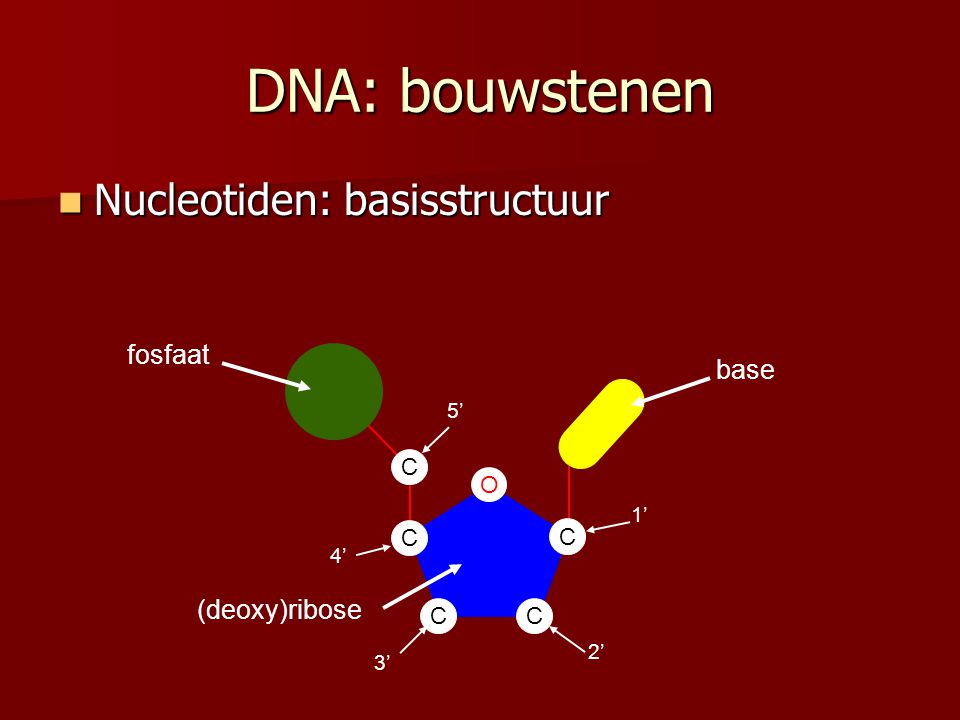 DNA: bouwstenen Nucleotiden: basisstructuur fosfaat base (deoxy)ribose