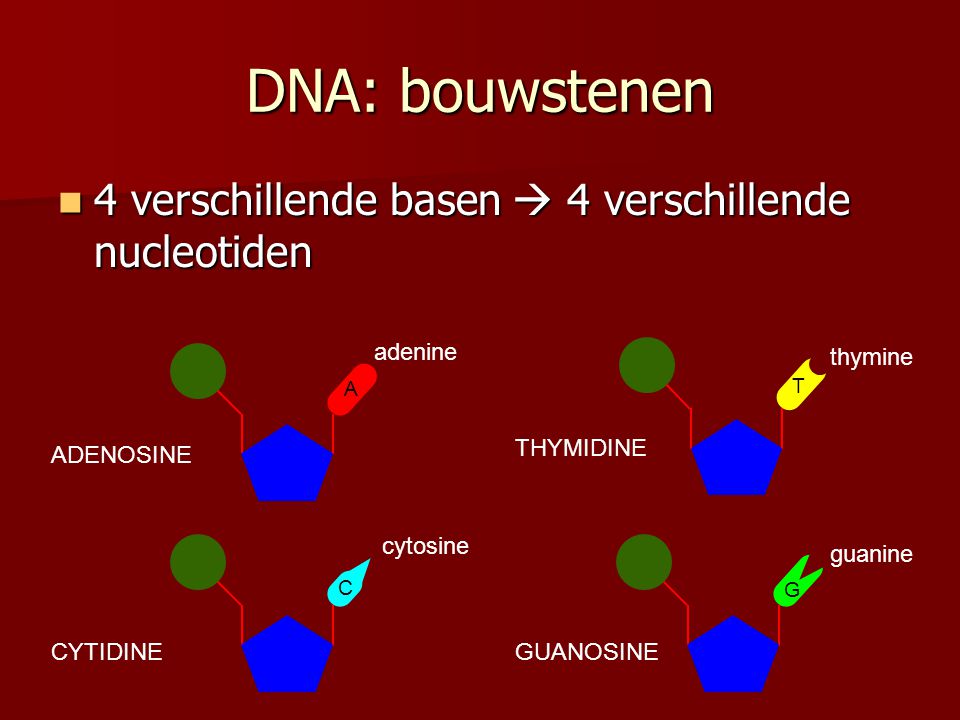 DNA: bouwstenen 4 verschillende basen  4 verschillende nucleotiden