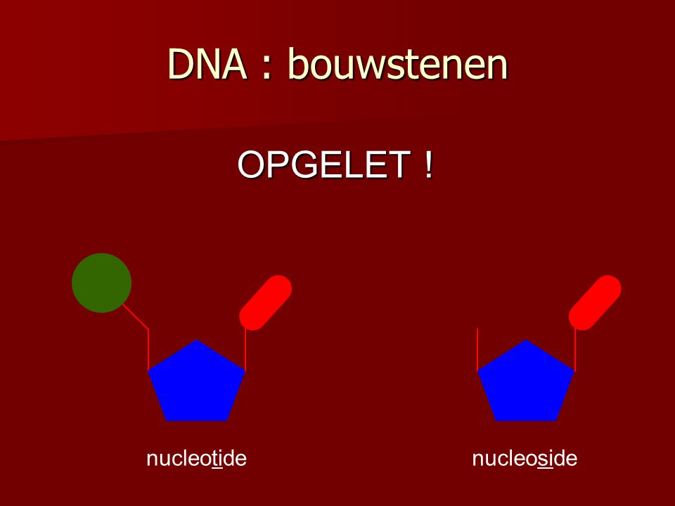 DNA : bouwstenen OPGELET ! nucleotide nucleoside