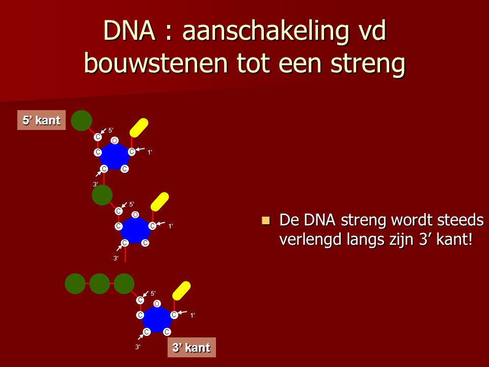 DNA : aanschakeling vd bouwstenen tot een streng
