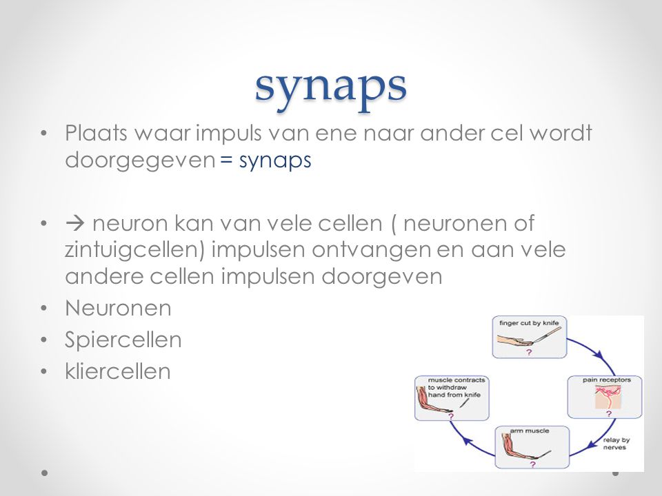 synaps Plaats waar impuls van ene naar ander cel wordt doorgegeven = synaps.