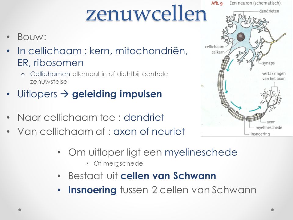 zenuwcellen Bouw: In cellichaam : kern, mitochondriën, ER, ribosomen
