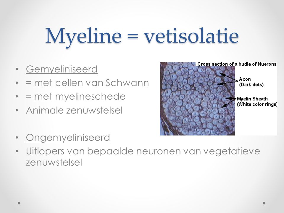 Myeline = vetisolatie Gemyeliniseerd = met cellen van Schwann