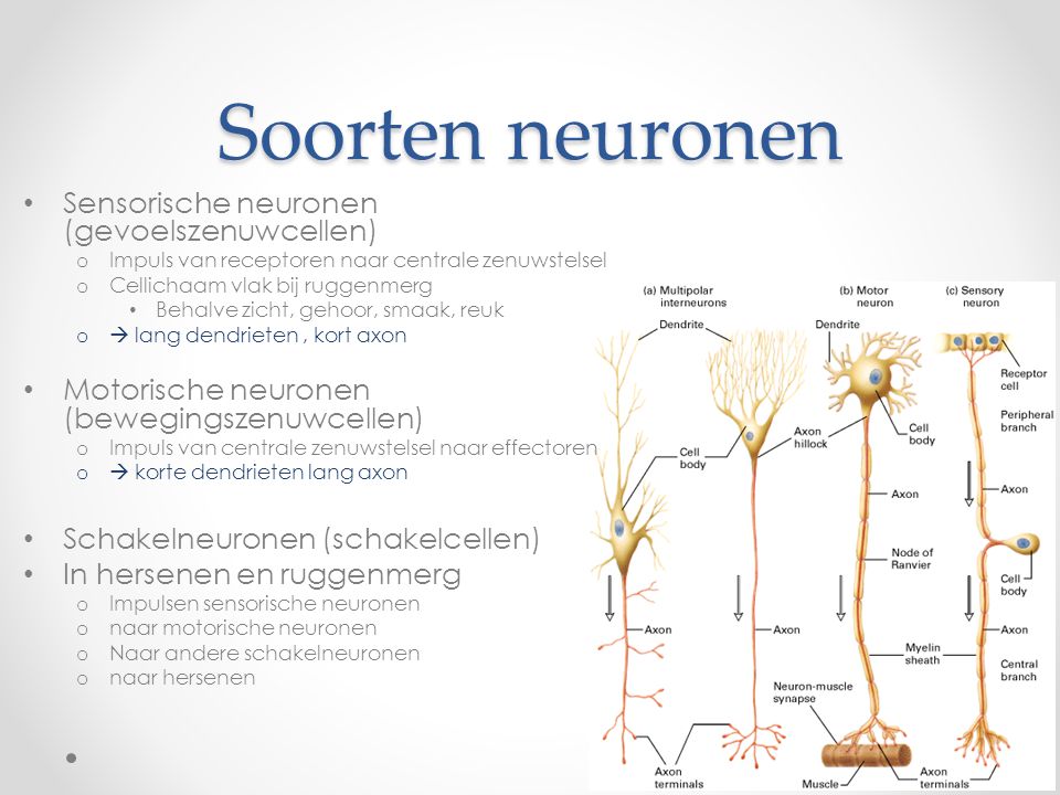 Soorten neuronen Sensorische neuronen (gevoelszenuwcellen)