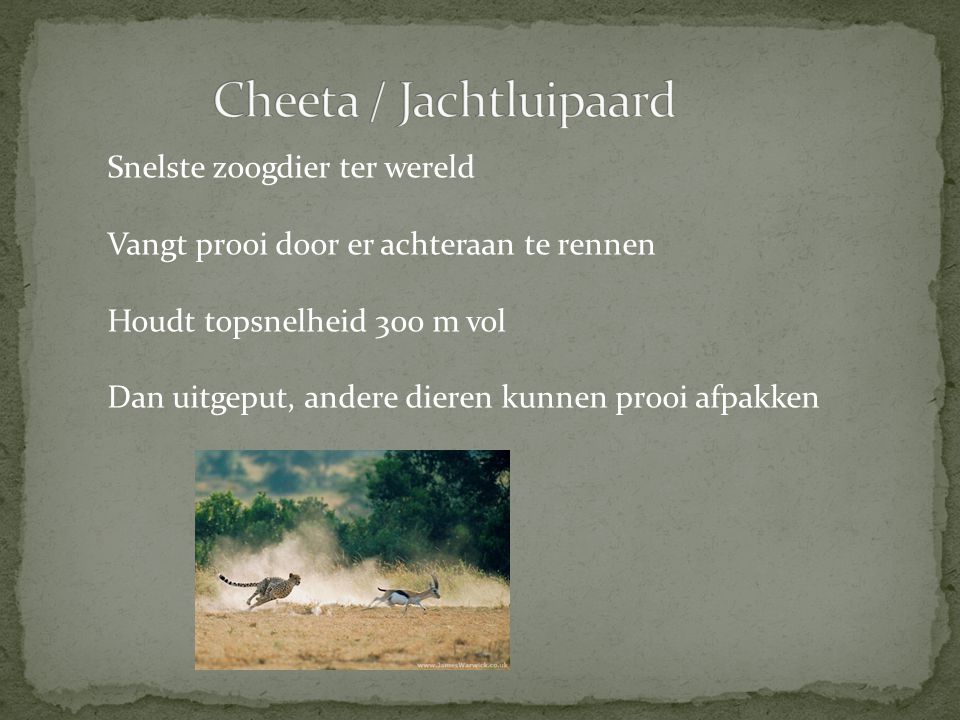 Cheeta / Jachtluipaard