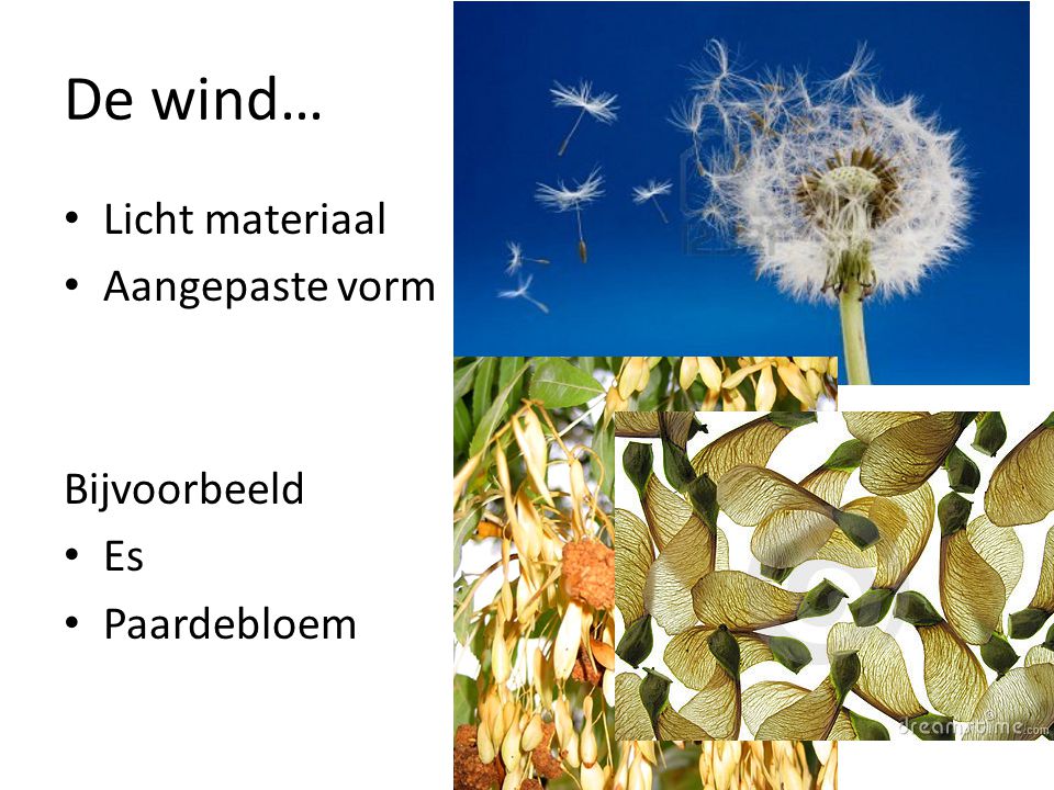 De wind… Licht materiaal Aangepaste vorm Bijvoorbeeld Es Paardebloem