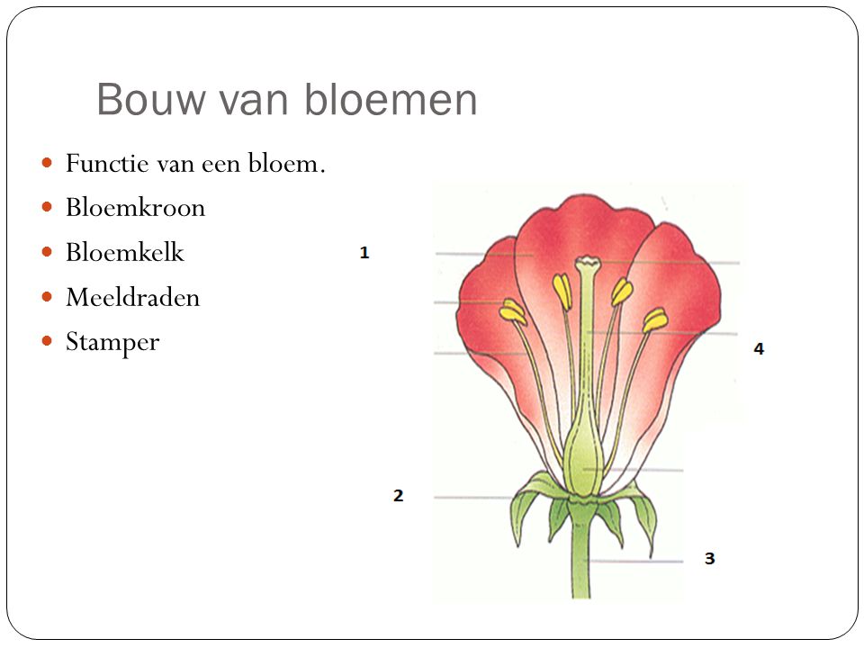 Bouw van bloemen Functie van een bloem. Bloemkroon Bloemkelk
