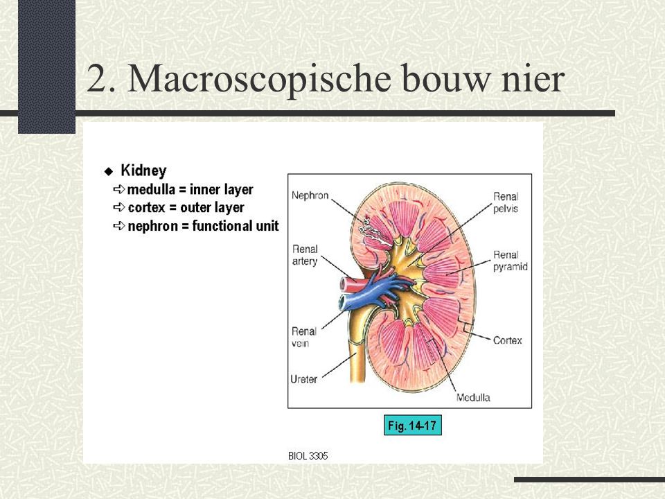 2. Macroscopische bouw nier