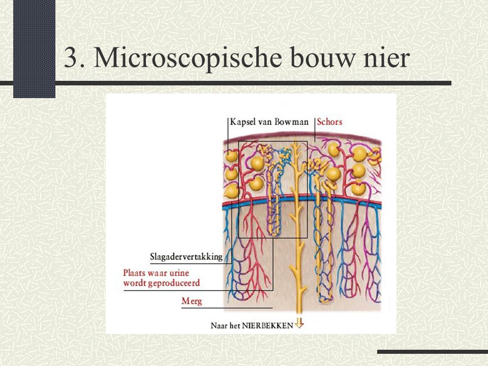 3. Microscopische bouw nier