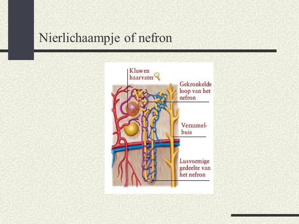 Nierlichaampje of nefron