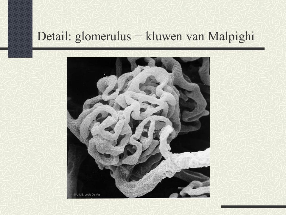 Detail: glomerulus = kluwen van Malpighi
