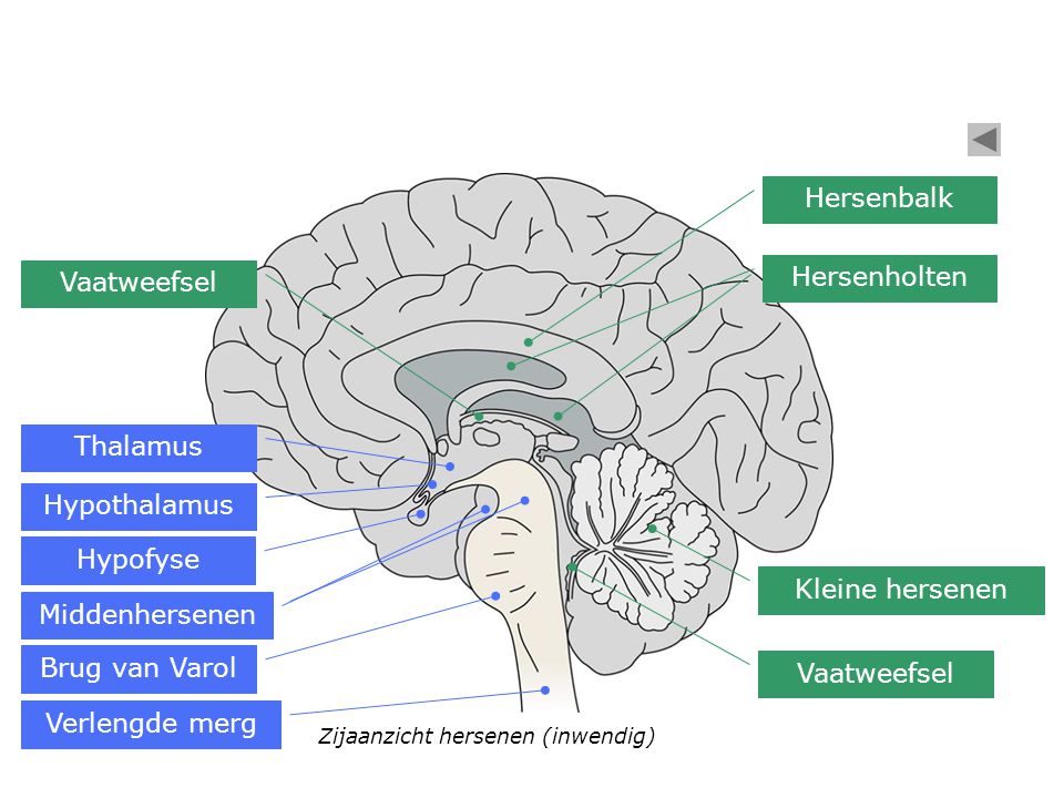 Hersenbalk Hersenholten Vaatweefsel Thalamus Hypothalamus Hypofyse