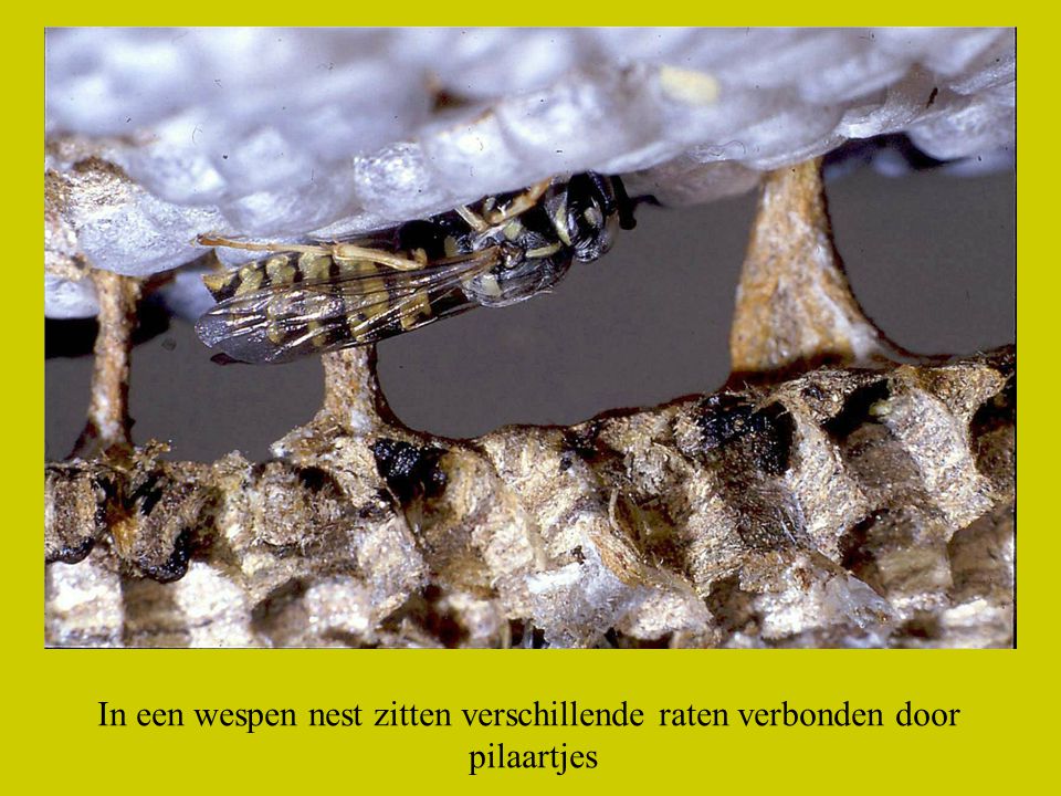 In een wespen nest zitten verschillende raten verbonden door
