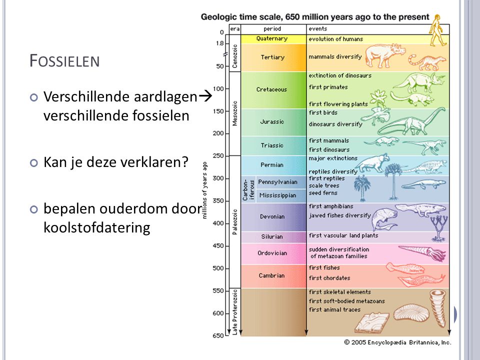 Fossielen Verschillende aardlagen verschillende fossielen