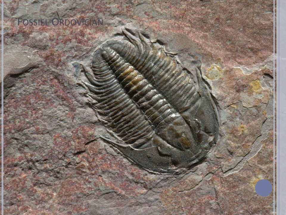 Fossiel Ordovician