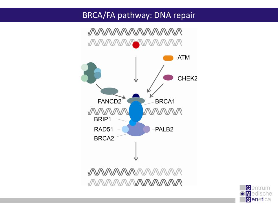 BRCA/FA pathway: DNA repair