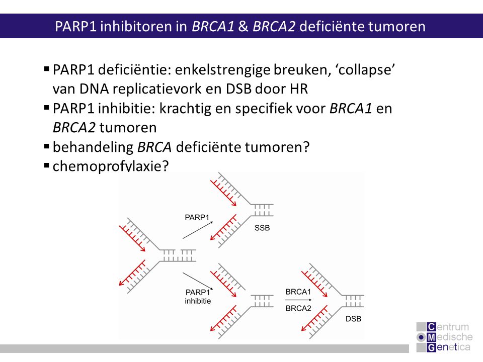 PARP1 inhibitoren in BRCA1 & BRCA2 deficiënte tumoren