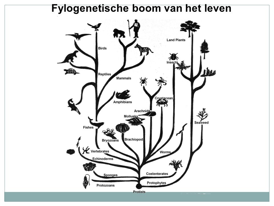 Fylogenetische boom van het leven