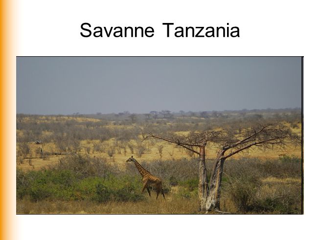 Savanne Tanzania