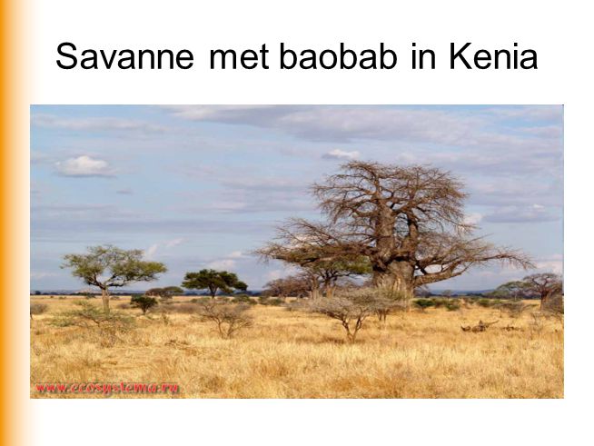 Savanne met baobab in Kenia