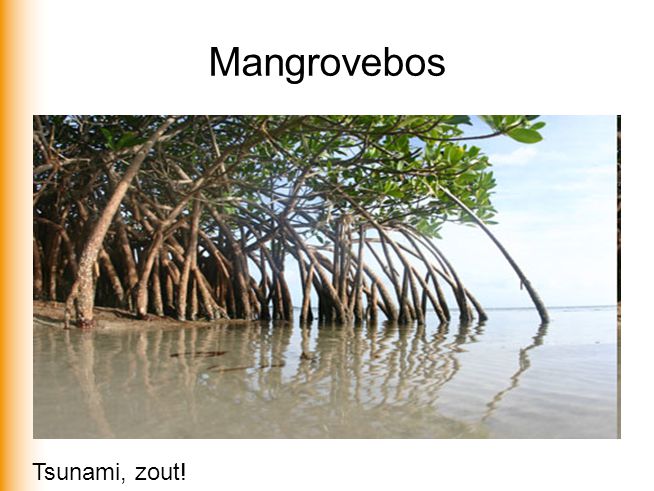 Mangrovebos Tsunami, zout!