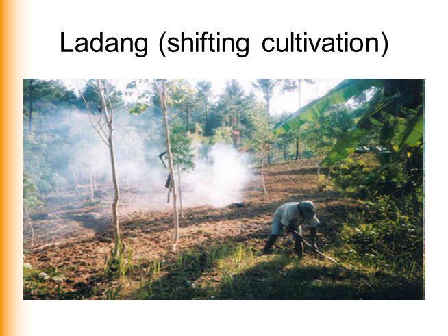 Ladang (shifting cultivation)