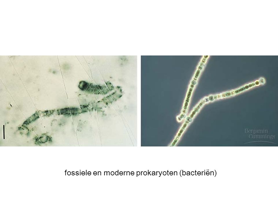 fossiele en moderne prokaryoten (bacteriën)