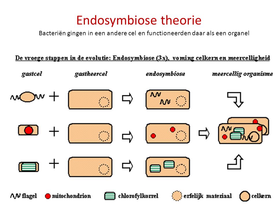 Endosymbiose theorie Bacteriën gingen in een andere cel en functioneerden daar als een organel