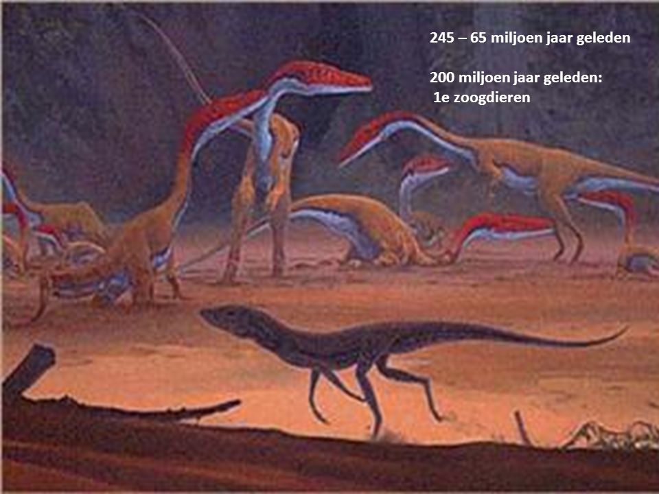 245 – 65 miljoen jaar geleden 200 miljoen jaar geleden: 1e zoogdieren