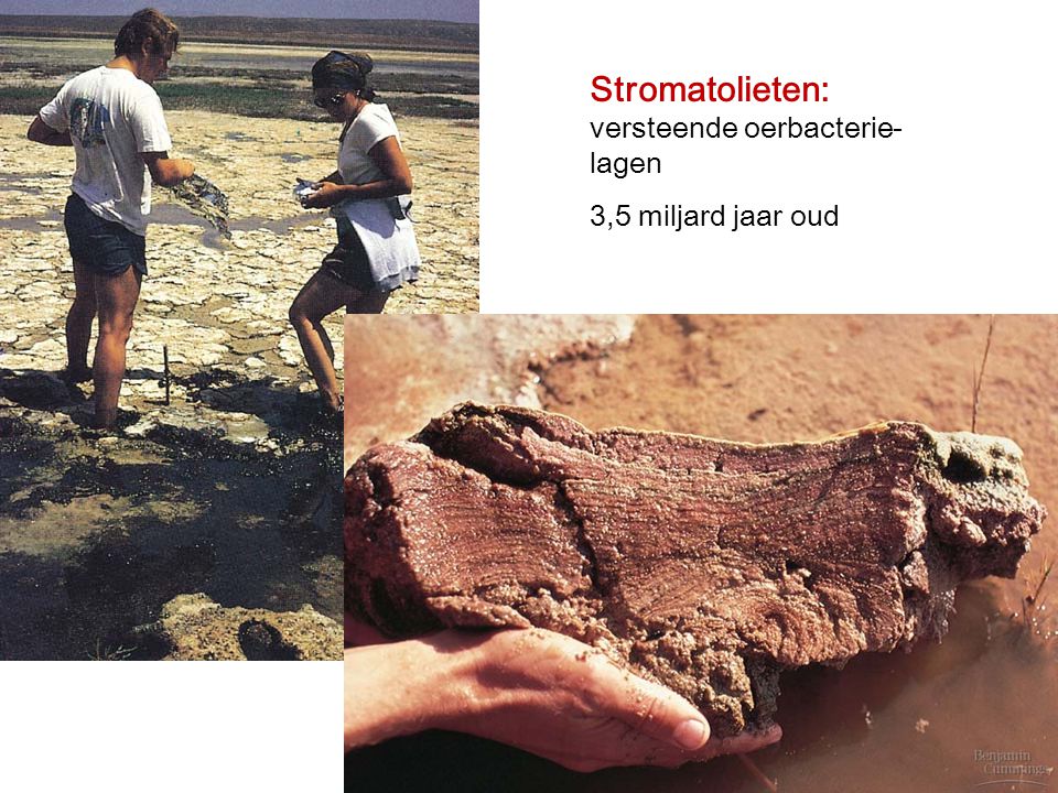 Stromatolieten: versteende oerbacterie-lagen