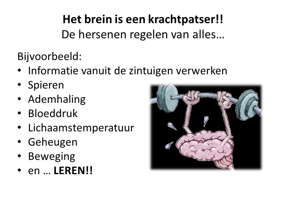 Het brein is een krachtpatser!! De hersenen regelen van alles…