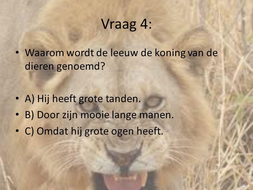 Vraag 4: Waarom wordt de leeuw de koning van de dieren genoemd